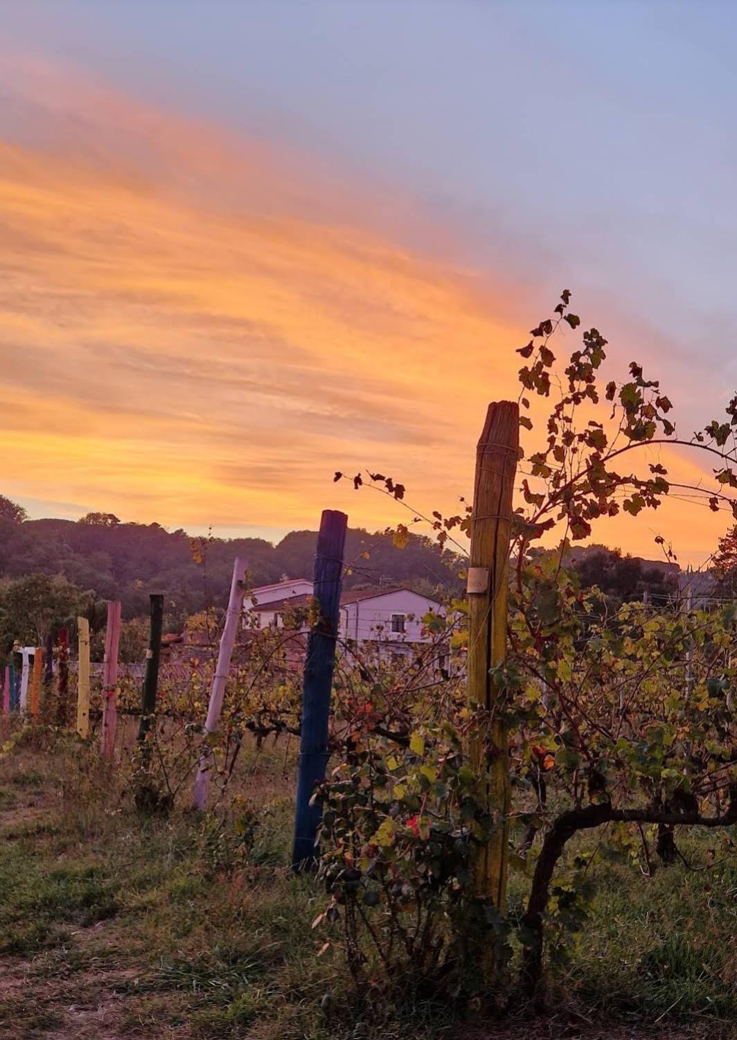 Bed and Breakfast Wine House Capannori Exteriér fotografie